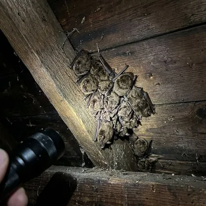 Where Do Bats Roost in a House?