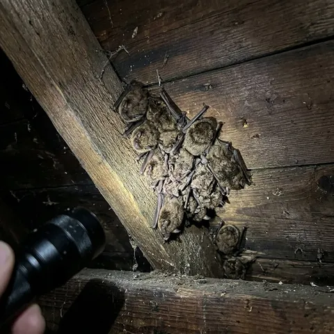 Bats roosting along a beam in an attic