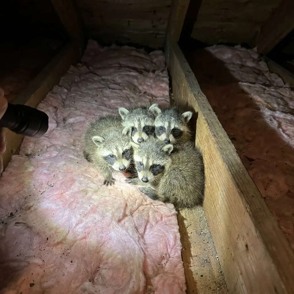 Raccoon Control in Columbus, GA: Mother & Babies