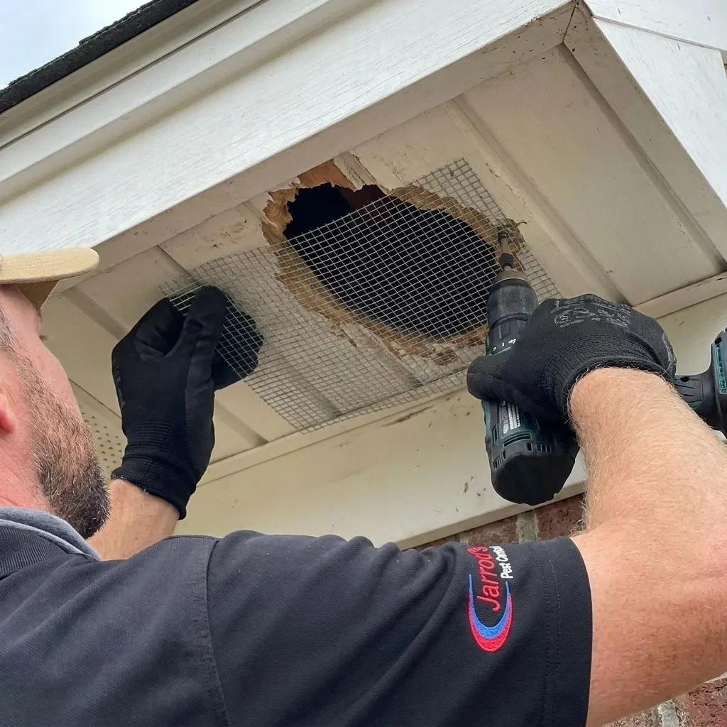 Bird Removal in Columbus, GA: Entry Point Sealing