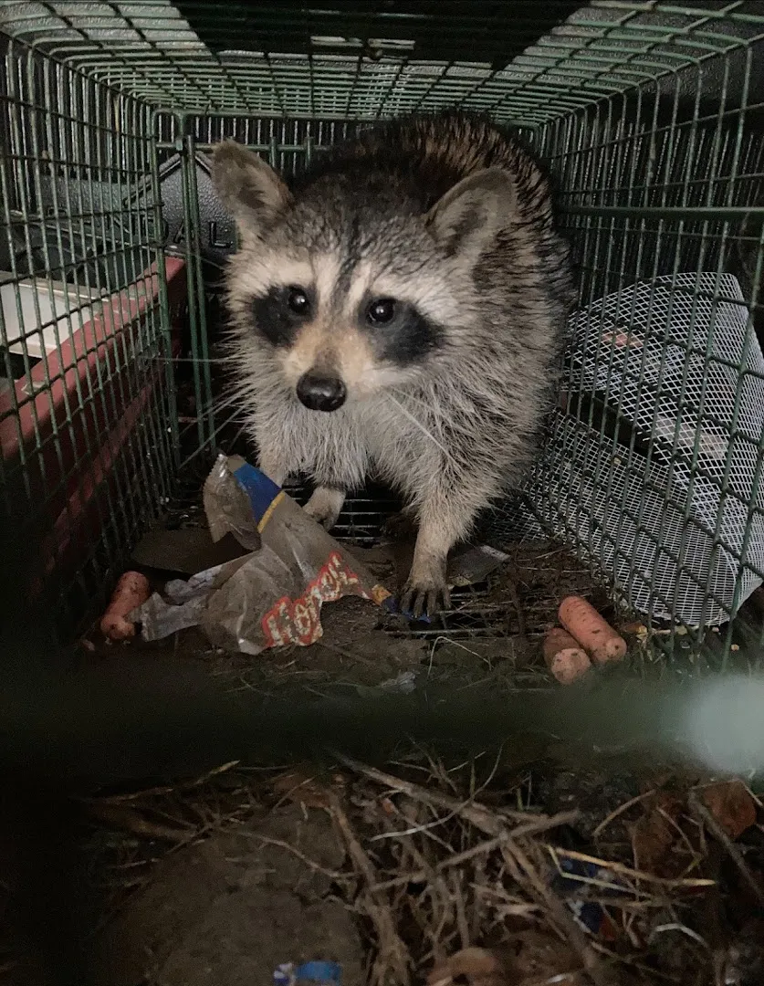 Raccoon Removal in Columbus, GA: Raccoon caught in a steel cage trap