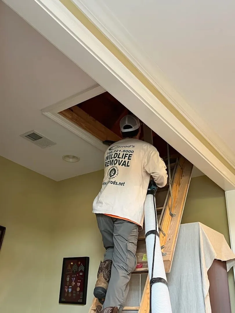 Rodent Control in Columbus, GA: Jarrod's technician climbing into an attic