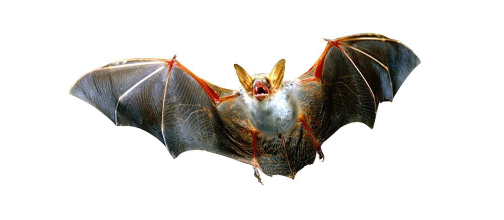 Bat Control and Removal - Jarrod's Pest Control & Wildlife Removal in Columbus, GA, Phenix City, AL, Auburn, AL and the rest of Alabama