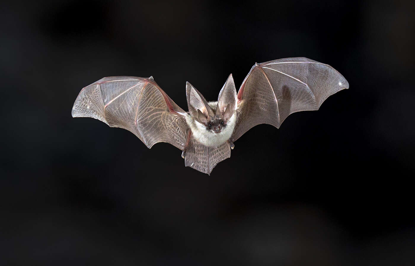 Bat Removal - Jarrod's Pest Control & Wildlife Removal in Columbus, GA, Phenix City, AL, Auburn, AL and the rest of Alabama
