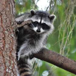 Racoon Tree Removal - Jarrod's Pest Control & Wildlife Removal in Columbus, GA, Phenix City, AL, Auburn, AL and the rest of Alabama