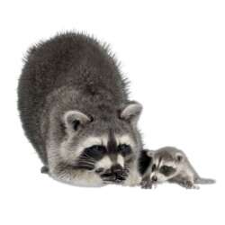 Raccoon Removal - Jarrod's Pest Control & Wildlife Removal in Columbus, GA, Phenix City, AL, Auburn, AL and the rest of Alabama