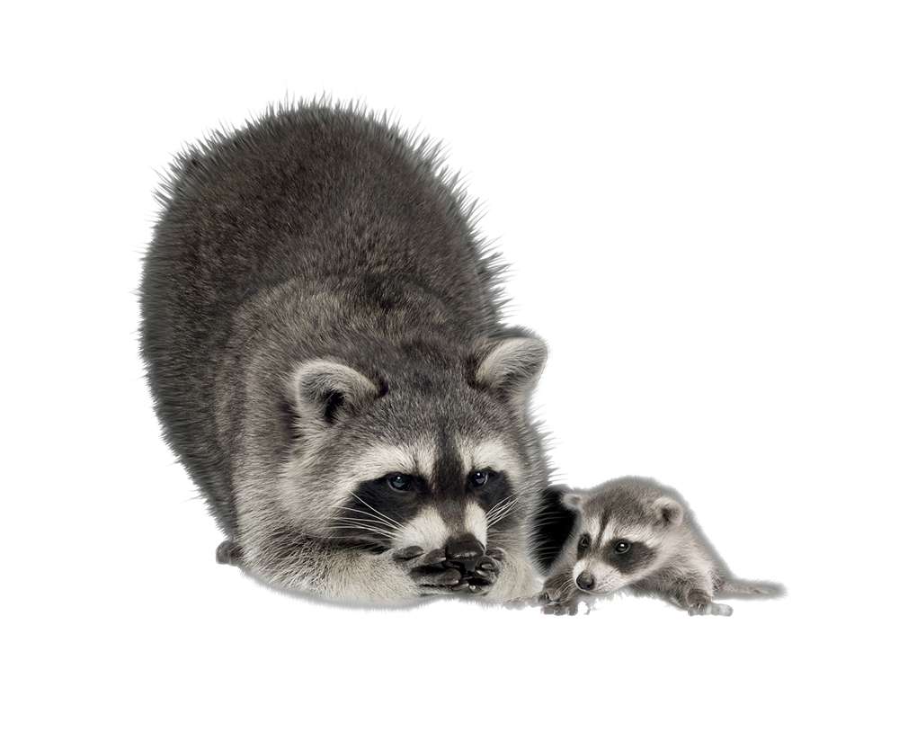 Raccoon Removal - Jarrod's Pest Control & Wildlife Removal in Columbus, GA, Phenix City, AL, Auburn, AL and the rest of Alabama