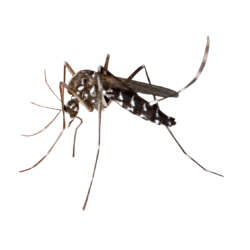 Mosquito Removal - Jarrod's Pest Control & Wildlife Removal in Columbus, GA, Phenix City, AL, Auburn, AL and the rest of Alabama