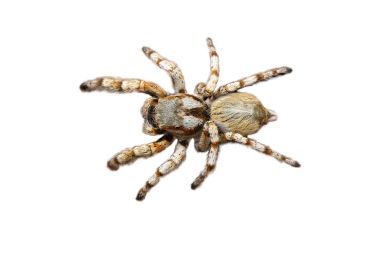 Spiders - Jarrod's Pest Control – Expert Pest Control