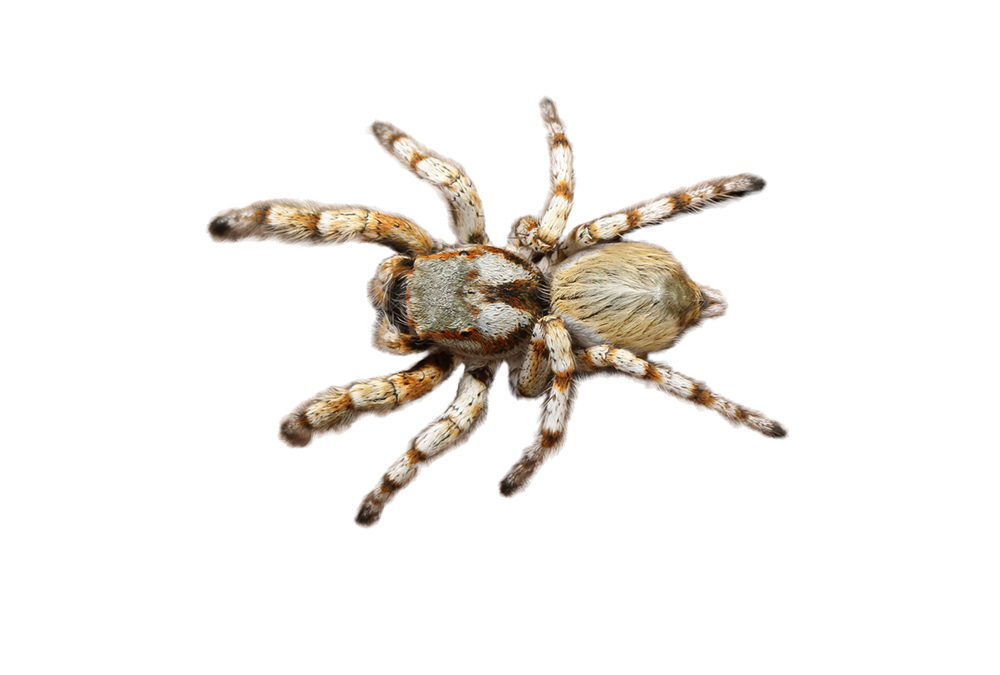Spider Removal - Jarrod's Pest Control & Wildlife Removal in Columbus, GA, Phenix City, AL, Auburn, AL and the rest of Alabama