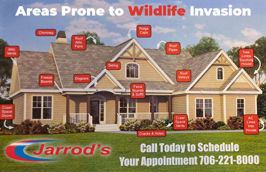 Columbus, GA Wildlife Removal - Jarrod's Pest Control & Wildlife Removal