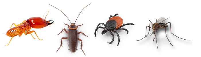 Termite Removal, Cockroach Removal, Tick Removal and Mosquito Removal