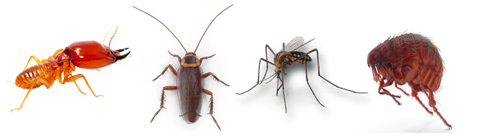 Termite Removal, Cockroach Removal, Tick Removal and Flea Removal