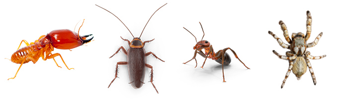 Termite Removal, Cockroach Removal, Tick Removal and Spider Removal