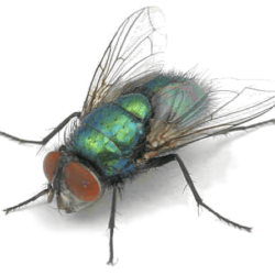 Fly Removal - Jarrod's Pest Control & Wildlife Removal in Columbus, GA, Phenix City, AL, Auburn, AL and the rest of Alabama