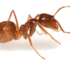 Crazy Ant Removal - Jarrod's Pest Control & Wildlife Removal in Columbus, GA, Phenix City, AL, Auburn, AL and the rest of Alabama