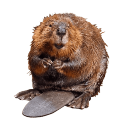 Beaver Removal - Jarrod's Pest Control & Wildlife Removal in Columbus, GA, Phenix City, AL, Auburn, AL and the rest of Alabama