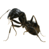 Carpenter Ant Removal - Jarrod's Pest Control & Wildlife Removal in Columbus, GA, Phenix City, AL, Auburn, AL and the rest of Alabama