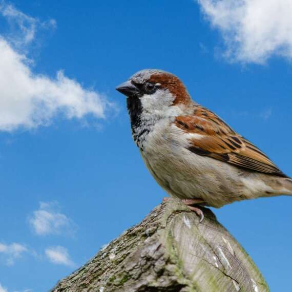 Jarrod’s Pest Control Columbus, GA and Alabama