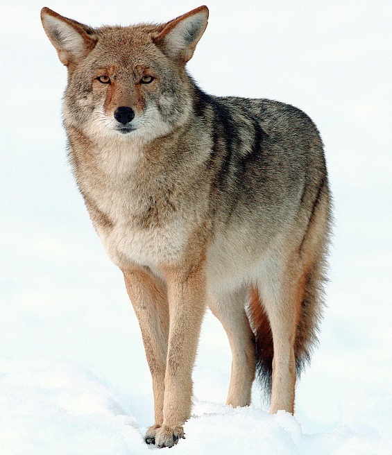 Coyote Removal - Jarrod's Pest Control & Wildlife Removal in Columbus, GA, Phenix City, AL, Auburn, AL and the rest of Alabama