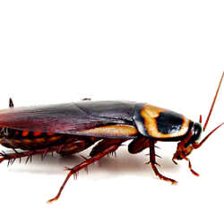 German Cockroach Removal - Jarrod's Pest Control & Wildlife Removal in Columbus, GA, Phenix City, AL, Auburn, AL and the rest of Alabama