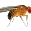 Fruit Fly Removal - Jarrod's Pest Control & Wildlife Removal in Columbus, GA, Phenix City, AL, Auburn, AL and the rest of Alabama
