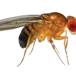 Fruit Fly Removal - Jarrod's Pest Control & Wildlife Removal in Columbus, GA, Phenix City, AL, Auburn, AL and the rest of Alabama