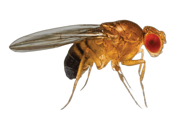 Fruit Flys - Jarrod's Pest Control – Expert Pest Control