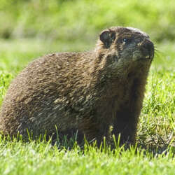 Groundhog (Woodchuck) Removal - Jarrod's Pest Control & Wildlife Removal in Columbus, GA, Phenix City, AL, Auburn, AL and the rest of Alabama