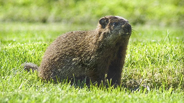 Groundhog (Woodchuck) Removal - Jarrod's Pest Control & Wildlife Removal in Columbus, GA, Phenix City, AL, Auburn, AL and the rest of Alabama