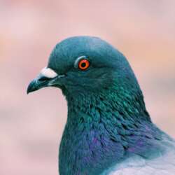 Pigeon Removal - Jarrod's Pest Control & Wildlife Removal in Columbus, GA, Phenix City, AL, Auburn, AL and the rest of Alabama