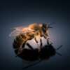 Honey Bee - Jarrod's Pest Control & Wildlife Removal in Columbus, GA, Phenix City, AL, Auburn, AL and the rest of Alabama